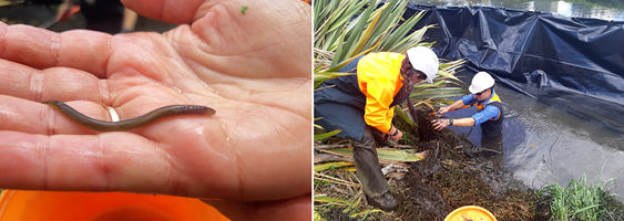 Protecting lampray fishes in Christchurch