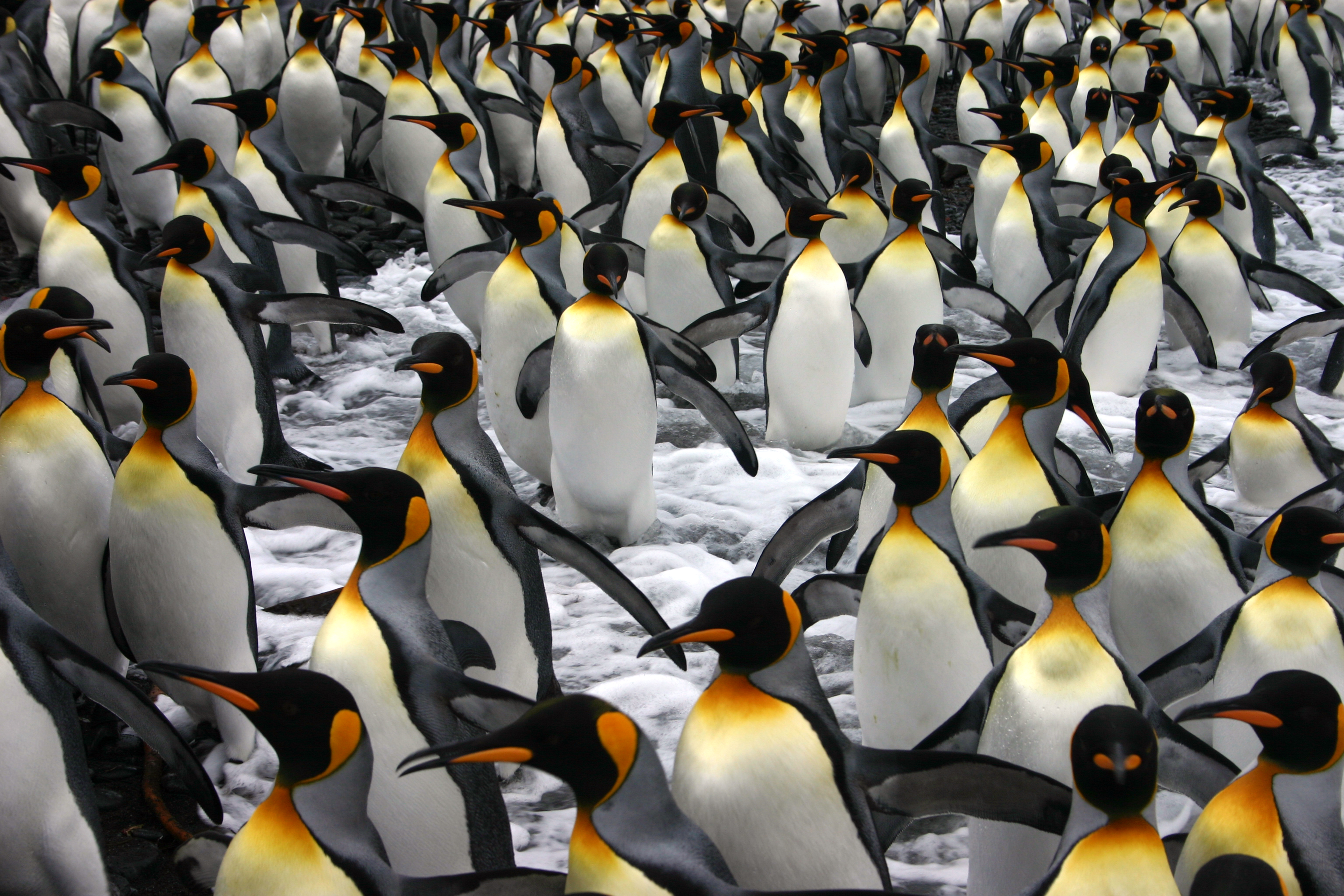 Downer secures iconic sub-Antarctic project