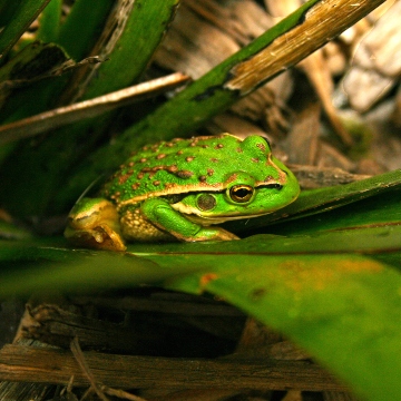 Biodiversity