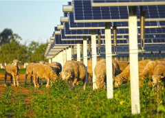Dual-Use Solar Creates Joint Success
